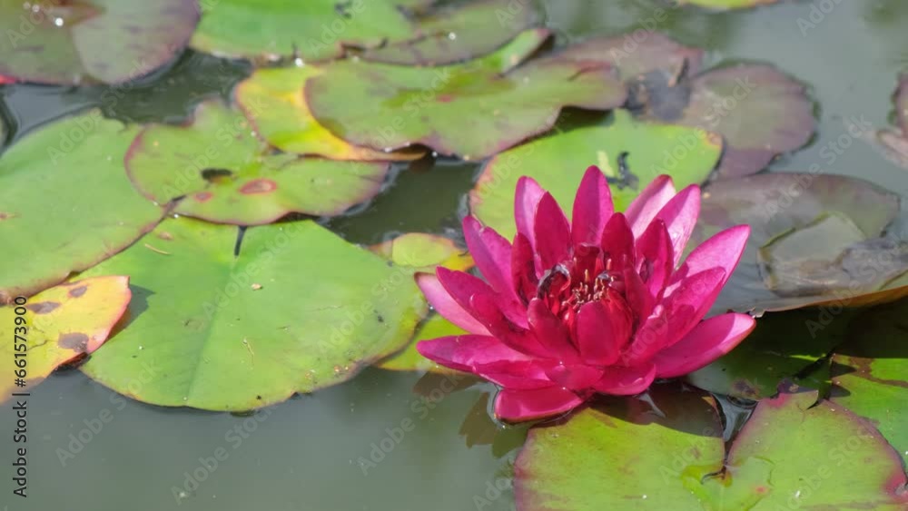 Pink water lily at UT botanical gardens. Pink tent lily. Fresh pink water lily floating in pond. Pink water lily at UT botanical gardens. Pink tent lily. Fresh pink water lily floating in pond.