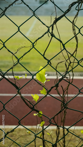 Close-up of the tree branch in the fence of school sports ground in Hong Kong.
