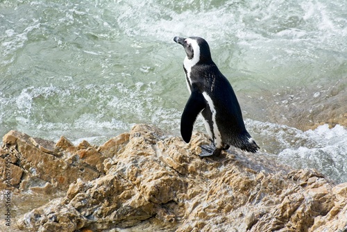 African penguin getting ready to jump into the sea at Stony Point Nature Reserve, Betty's Bay, South Africa
