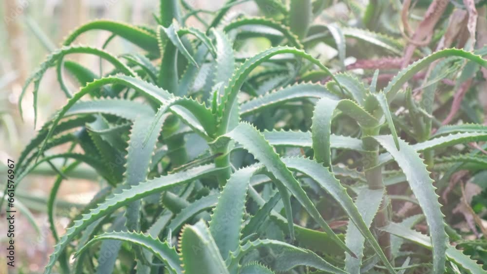 Aloe vera is a tropical green plant that tolerates hot weather well. Aloe vera is a very useful herbal medicine Aloe vera is a tropical green plant that tolerates hot weather well. Aloe vera is a very useful herbal medicine