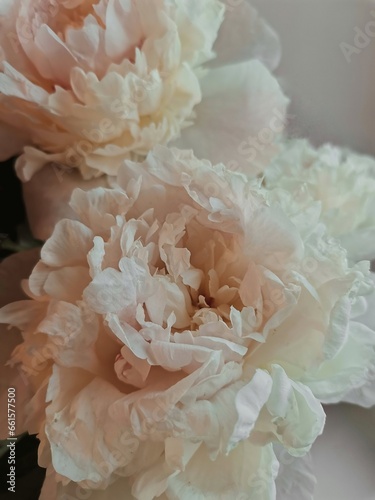 wedding bouquetClose-up of flowers Pink peonies. Beautiful peony flower for a catalog or online store. Florist shop concept. Beautiful freshly cut bouquet. Flower delivery. Wedding bouquet 