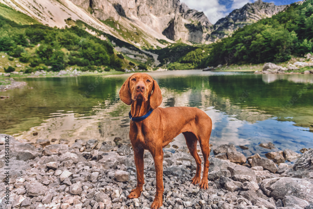 Vizsla Dog Traveler Standing near Mountain Lake