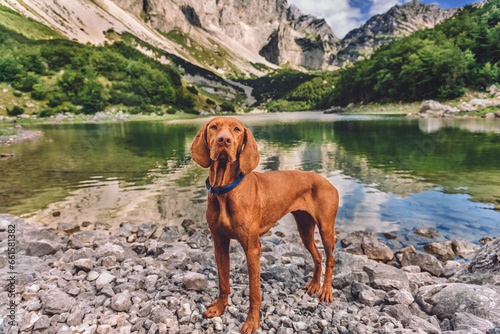 Obraz na płótnie Vizsla Dog Traveler Standing near Mountain Lake w salonie