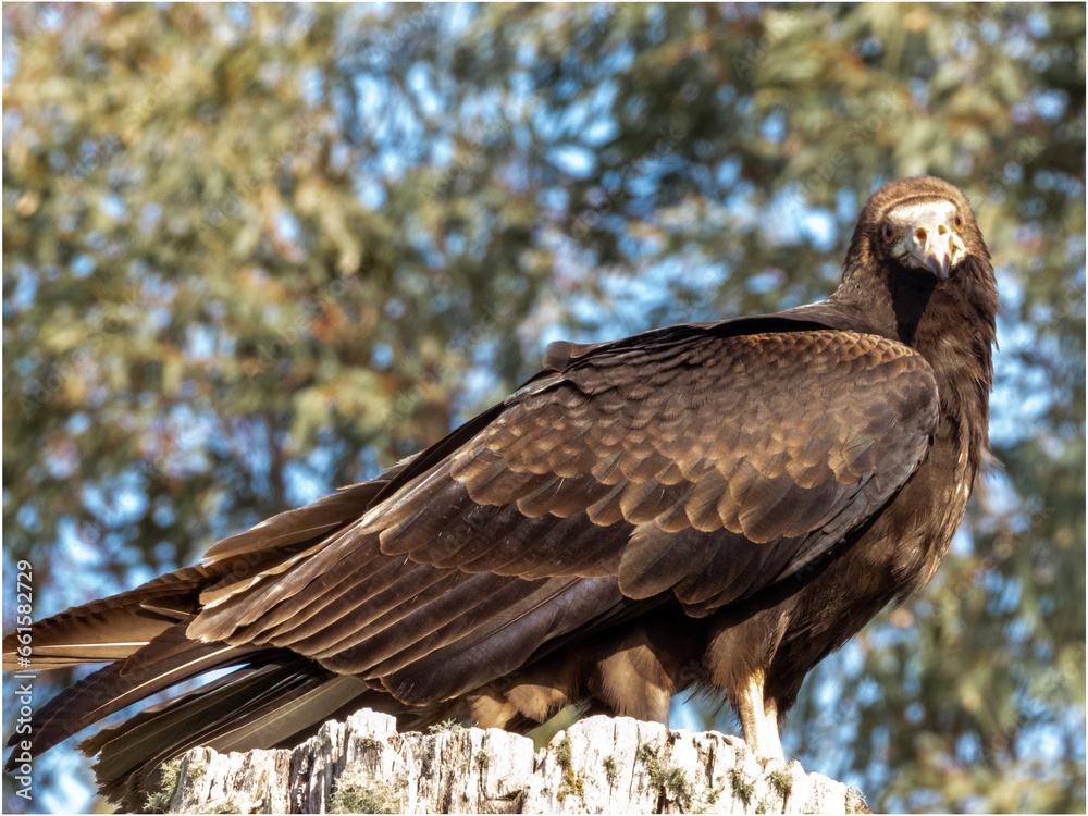 Oiseau Urubu à tête jaune perché sur un tronc d'arbre Oiseau Urubu à tête jaune perché sur un tronc d'arbre