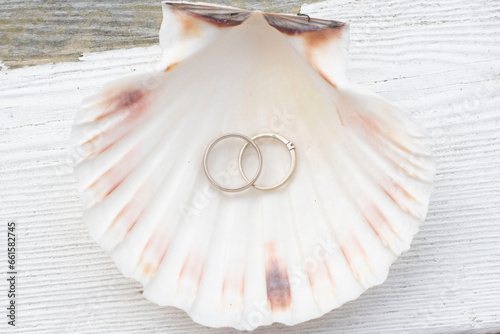wedding rings on a seashel photo