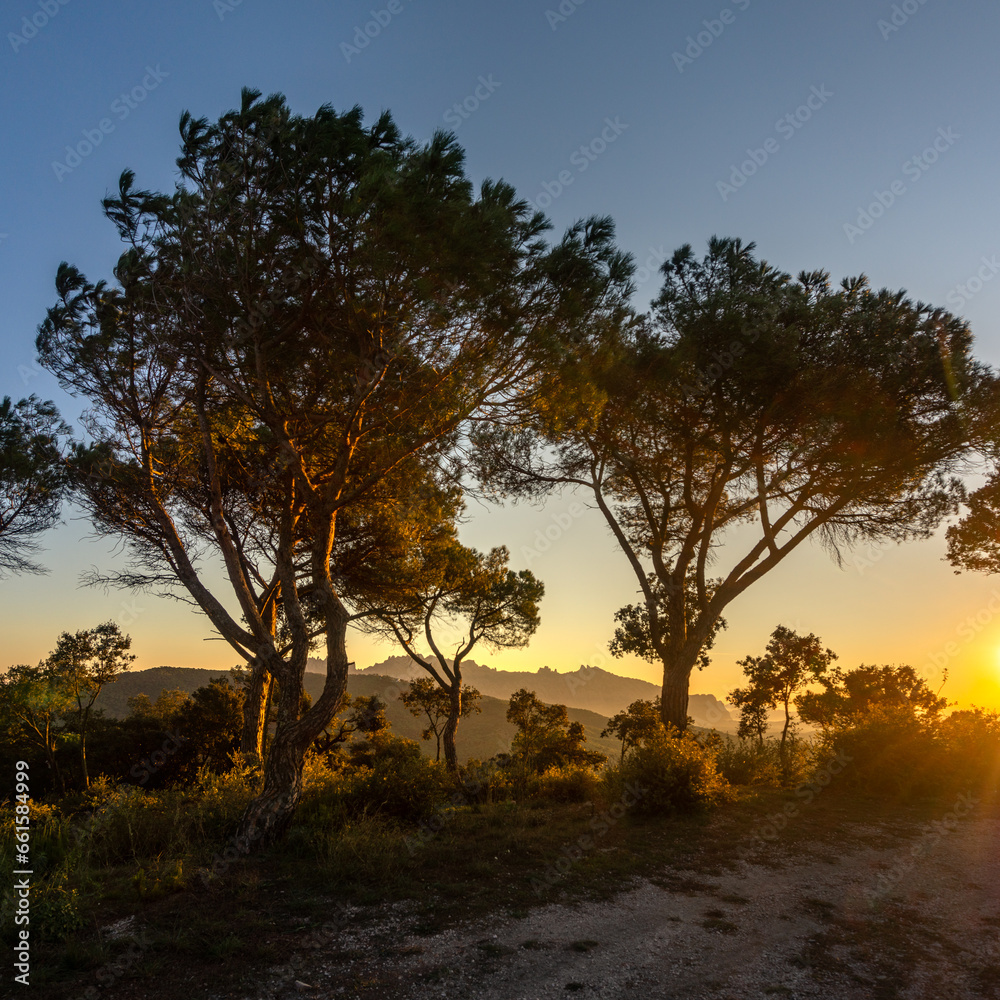 Sunrise on Turó de l'Avellana. Stone pines and Montserrat in the background @ Anoia, Catalonia, Spain.