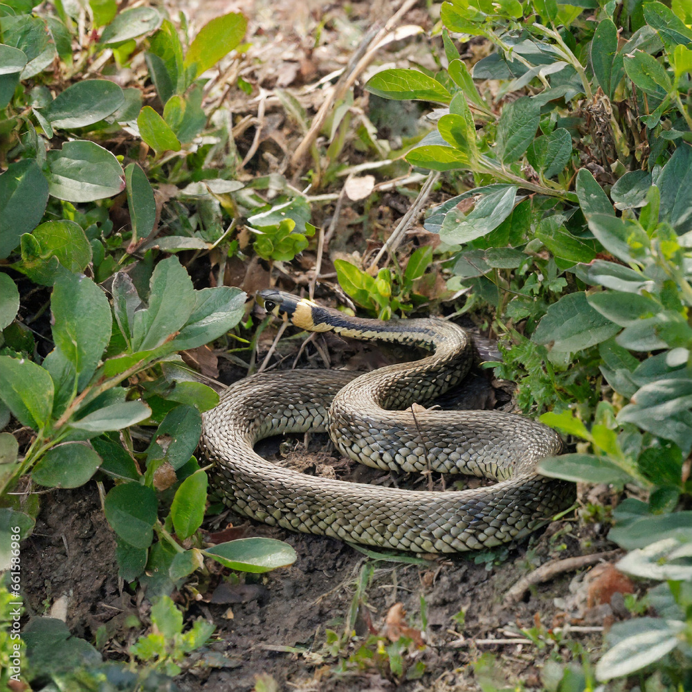 A Snake On The Ground Between Bushes A Snake On The Ground Between Bushes