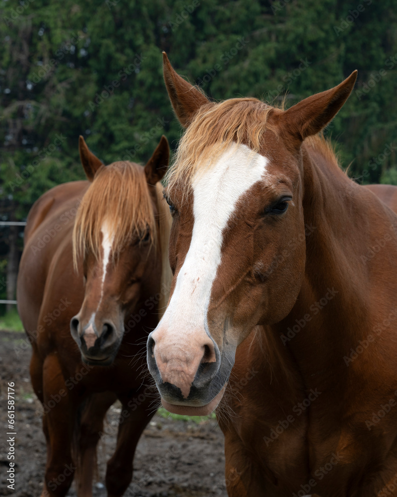 A portrait of two beautiful brown horses A portrait of two beautiful brown horses
