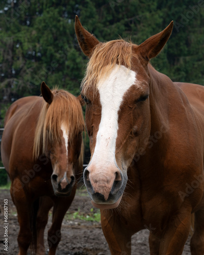 A portrait of two beautiful brown horses