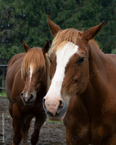 A portrait of two beautiful brown horses