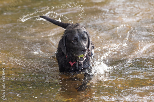 black labrador swimming in the water