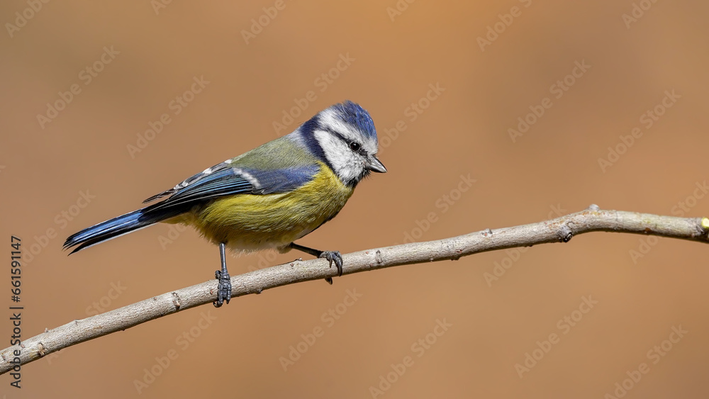 blue tit bird perching on branch