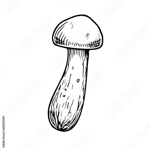 Linear white Mushroom. Hand drawn vector illustration of Boletus. Sketch of porcini in line art style on isolated background. Etching of forest autumn plant for icon or logo. Black engraving.