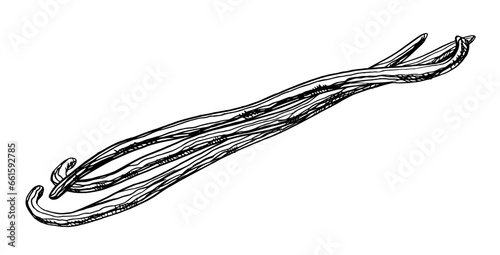 Vanilla Sticks. Vector hand drawn illustration of Floral pods on white isolated background. Linear drawing of herbal spice for aroma oil or cooking. Sketch of food ingredient in engraving style.