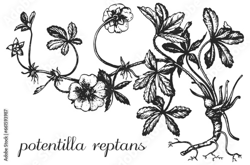 potentilla, potentilla reptans, monochrome flower, flower on transparent background, black and white flower, medicinal plant, medicinal herbs, black and white design, nature, flower