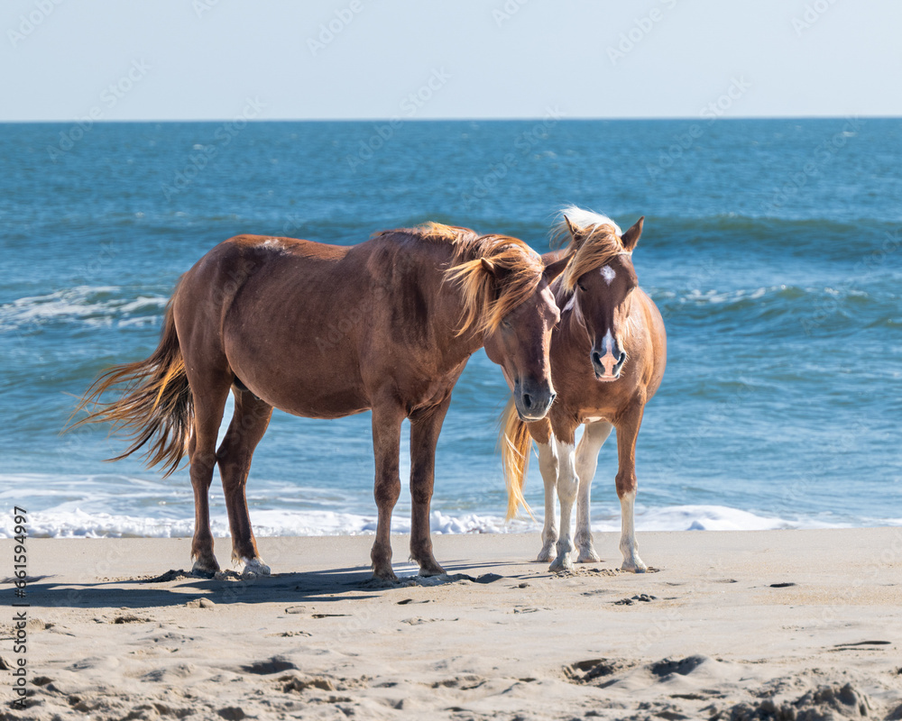 Assateague Island Wild Ponies