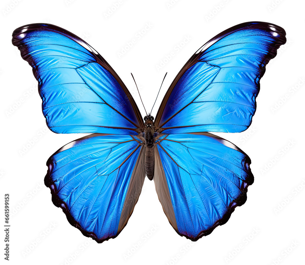 blue butterfly isolated on white background blue butterfly isolated on white background