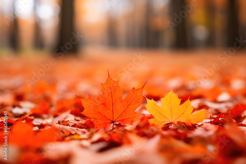 Maple Magic  Bokeh Background with Orange Leaves