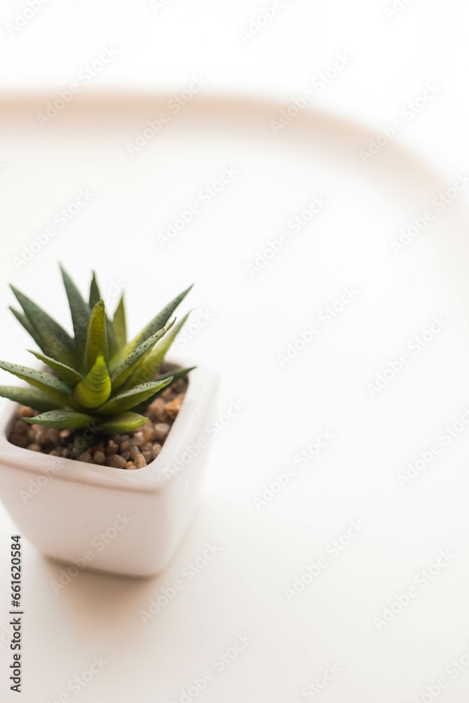 Background. Flower on a white background. Little flower. Succulent. Flower in a pot Background. Flower on a white background. Little flower. Succulent. Flower in a pot