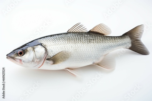 A fresh sea bass, photographed solo on a pure white backdrop