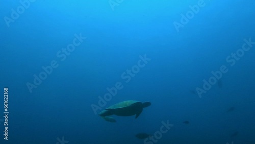 turtle in the sea  photo