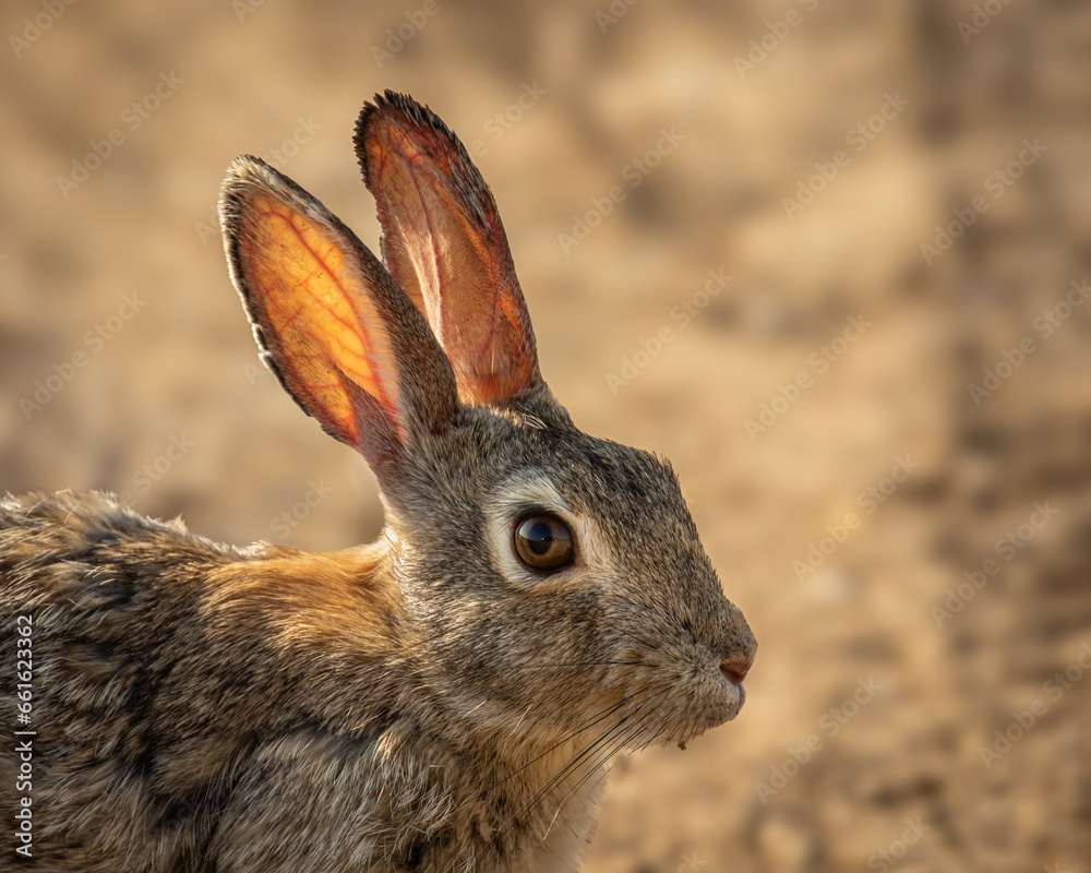 Fototapeta premium young cotton tail rabbit portrait