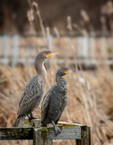 Two double crested cormorants on Dock