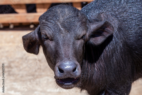 A close up of a black buffalo calf. Minas Gerais, Brazil