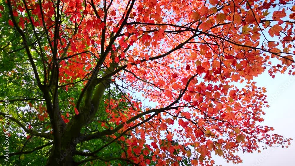 Beautiful red maple tree in autumn garden, blue clear sky. Calm scene, sunny day, parks, fall, botany, leafs, leaf, reds, color, nature, branch, trees, dry, park, motion, up, view, hd. ProRes 422 HQ. Beautiful red maple tree in autumn garden, blue clear sky. Calm scene, sunny day, parks, fall, botany, leafs, leaf, reds, color, nature, branch, trees, dry, park, motion, up, view, hd. ProRes 422 HQ.