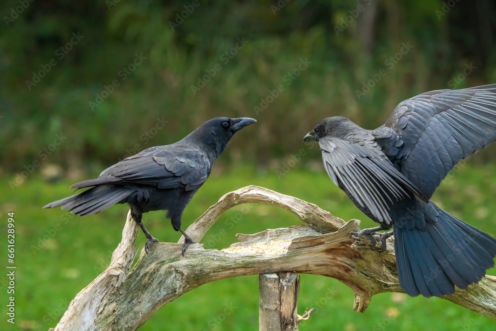 crows on a branch crows on a branch