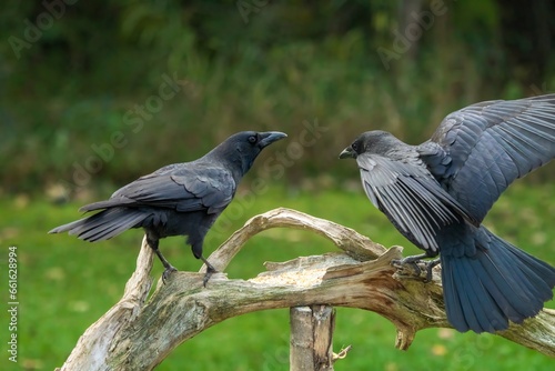 crows on a branch