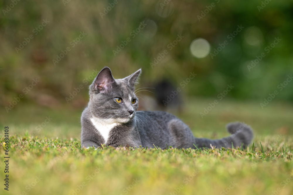 Fototapeta premium Gray cat laying down in the grass