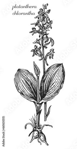 platanthera chlorantha, monochrome flower, flower on transparent background, black and white flower, medicinal plant, medicinal herbs, black and white design, nature, flower