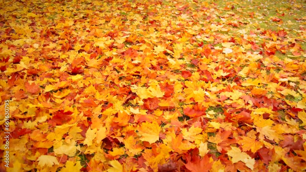 Beautiful autumns golden maple dry leafs. Calm scene, day, forest, parks, park, fall, leaf, brown, gold, yellow, color, nature, branch, trees, field, wild, motion, slider, pan, view, hd. ProRes 422HQ Beautiful autumns golden maple dry leafs. Calm scene, day, forest, parks, park, fall, leaf, brown, gold, yellow, color, nature, branch, trees, field, wild, motion, slider, pan, view, hd. ProRes 422HQ