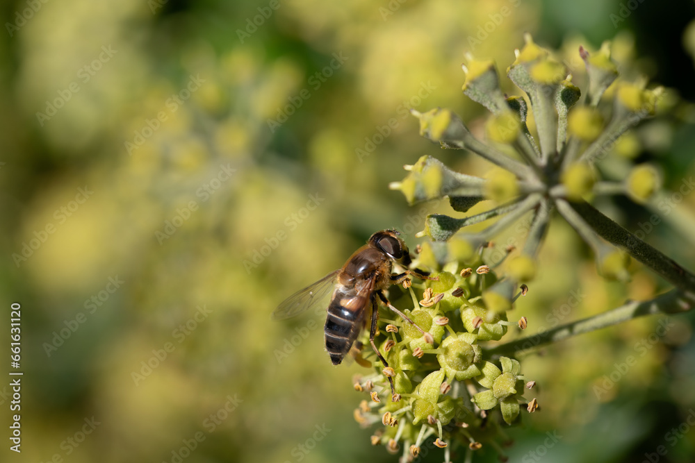 A hoverfly sits on an ivy flower. The insect is looking for pollen. The background is green and yellow. A hoverfly sits on an ivy flower. The insect is looking for pollen. The background is green and yellow.