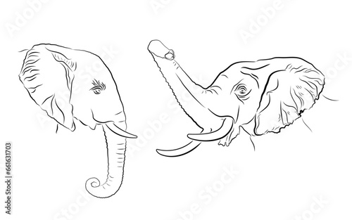 hand drawn illustration of elephants head