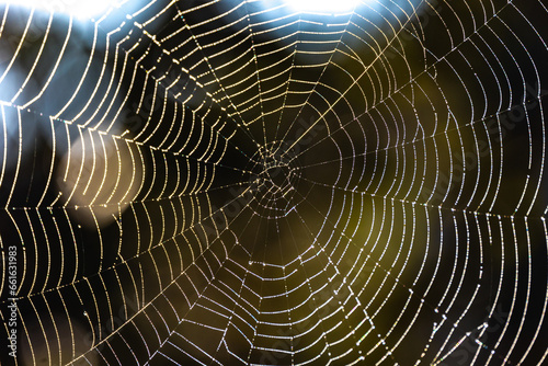 The spider web is a true work of nature's engineering!