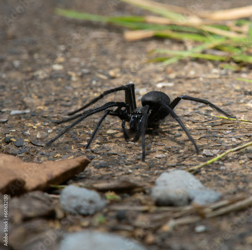 Black Spider On The Ground
