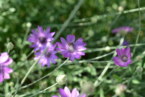 Purple flower of Annual Everlasting or Immortelle, Xeranthemum annuum, macro, selective focus © Владимир Лис