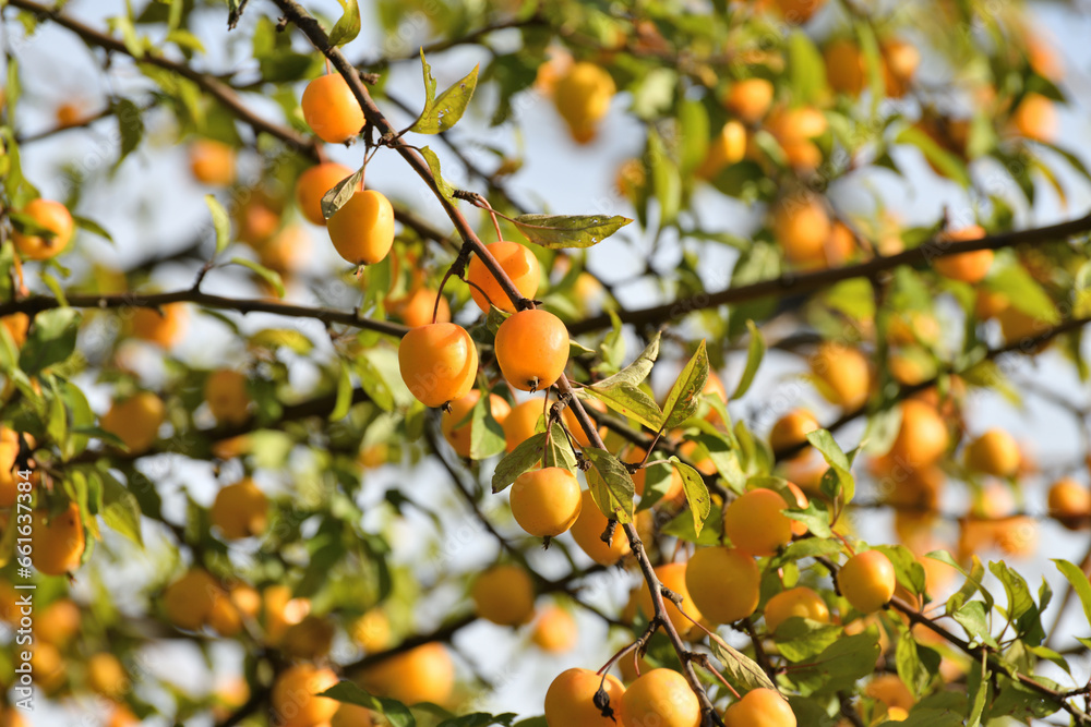 Apple tree fruits of the Chinese golden variety Apple tree fruits of the Chinese golden variety