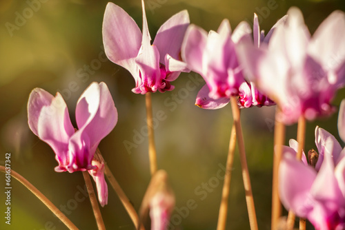 A beautiful wild plant cyclamen in the forest with yellow background.