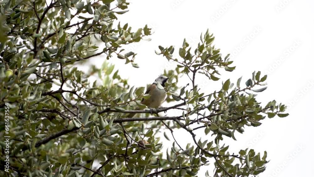 Crested tit perched on an oak branch in Madrid Crested tit perched on an oak branch in Madrid