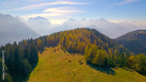 AERIAL: Mountain ridge full of golden coloured larch trees on a sunny autumn day