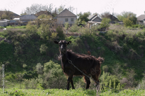 A black hornless goat on a chain, grazing on the edge of the village. photo