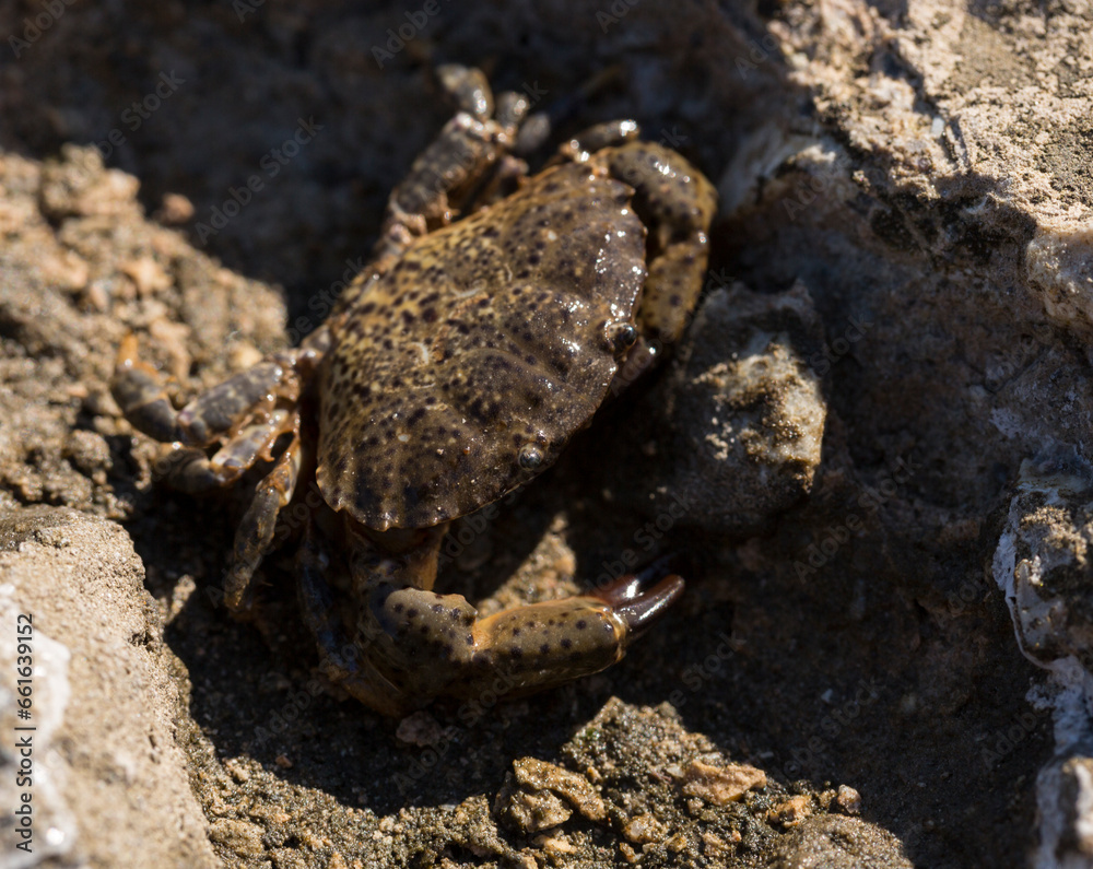 Eriphia verrucosa, sometimes called the warty crab or yellow crab. Black Sea.