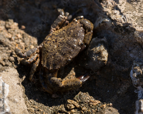 Eriphia verrucosa  sometimes called the warty crab or yellow crab. Black Sea.