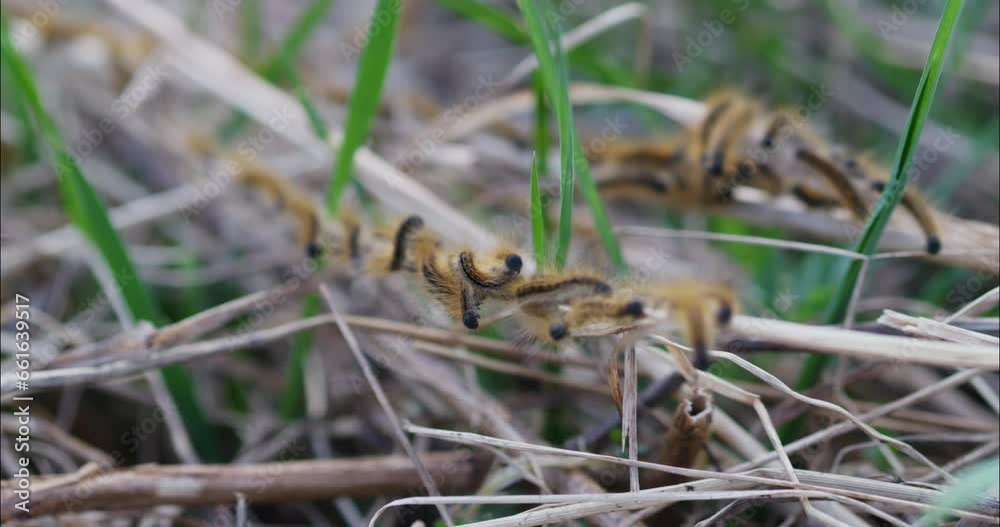 A group of caterpillars crawling on dry grass A group of caterpillars crawling on dry grass