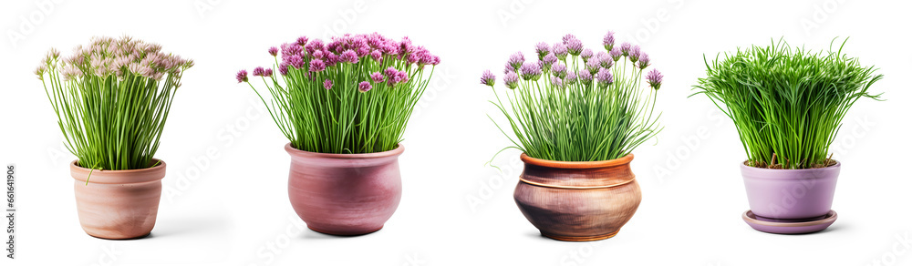 Fresh Chives with pink flowers in beautiful clay pots Isolated decor elements, for Healthy Nutrition or cooking vegetables on transparent background. Generative AI Fresh Chives with pink flowers in beautiful clay pots Isolated decor elements, for Healthy Nutrition or cooking vegetables on transparent background. Generative AI