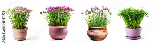 Fresh Chives with pink flowers in beautiful clay pots Isolated decor elements, for Healthy Nutrition or cooking vegetables on transparent background. Generative AI