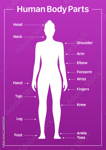 Human body parts medical diagram with female model, vector poster on a pink background.